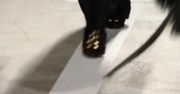 Kendall Jenner na pokazie Balmain dla H&amp;M