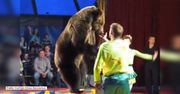 Niedźwiedź wbiegł w publiczność w cyrku