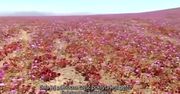 Dywan z kwiatów na pustyni Atacama