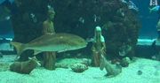 Niezwykła podwodna szopka w Monako