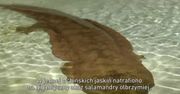W Chinach znaleziono 200-letnią salamandrę