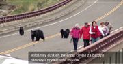 Rodzina niedźwiedzi pogoniła turystów