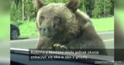 Bliskie spotkanie z niedźwiedziem