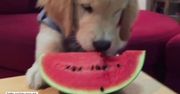 Psiak zjada arbuza. Ale słodziak!