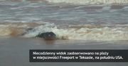 Ogromny aligator nastraszył plażowiczów