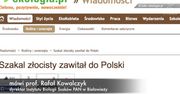 Nowy gatunek drapieżnika znaleziony w Polsce