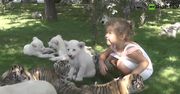 Tygrysy syberyjskie i białe lwy bawią się z dziećmi w rosyjskim zoo