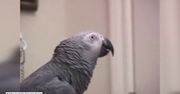 Ta papuga wygaduje niestworzone rzeczy