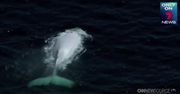 Wieloryb albinos u wybrzeży Australii