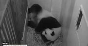 Panda wielka w zoo w Waszyngtonie urodziła młode