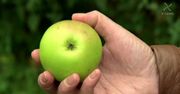 7 korzyści wynikających z jedzenia jabłek