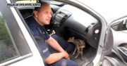 Nietypowa akcja. Mundurowi uratowali sarenkę