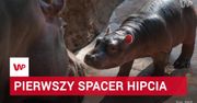 Wrocławskie ZOO wzbogaciło się o nowego i bardzo uroczego mieszkańca