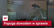 Czy papuga dostarczy dowody w sprawie o morderstwo?