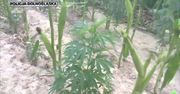 Marihuana w kukurydzy. Policja nie dała wywieść się w pole