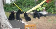 Niedźwiedzie przyłapane na gorącym uczynku