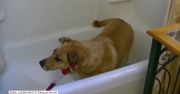 Tego psa z wanny trzeba wyciągać wołami