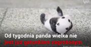 Panda wielka nie jest już gatunkiem zagrożonym wyginięciem
