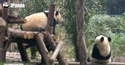 Co może spotkać łakomą pandę?