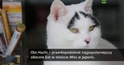 Kot o wyjątkowych brwiach hitem w Japonii