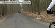 Stado jeleni przecięło drogę rowerzystom