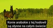 Co dalej ze stadniną koni w Janowie Podlaskim?