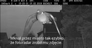 Gołąb na fotoradarze przekroczył prędkość