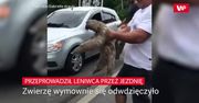 Zobaczył go na środku drogi. Rozczulające wideo