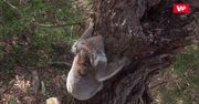 Koale wymierają. Australijska fundacja apeluje