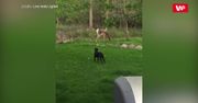 Labrador chciał się bawić. Zobacz reakcję jelenia