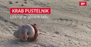 Utknął w głowie lalki. Mężczyzna nagrał na plaży scenę jak z horroru