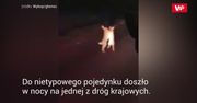 Pobiły się na śmierć i życie. Wideo stało się hitem w sieci