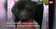 Słodki jak nietoperz. Wideo, które pokochali internauci