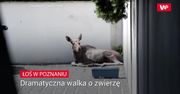 Zobaczyli na ulicach dzikie zwierzę. Na miejsce natychmiast przyjechały służby