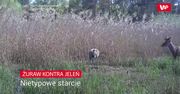 Żuraw kontra jeleń.  Nietypowe starcie