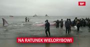 Na ratunek wielorybowi