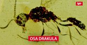 Zupełnie nowy gatunek. Odkrycie w bursztynie zaskoczyło naukowców