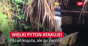 Pyton atakuje. Pożarł koguta, ale go zwrócił