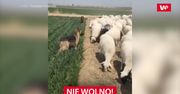 Psy pilnują owce. Zabawne nagranie