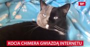 Kocia chimera gwiazdą internetu