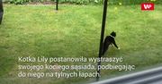 Kotka kontra kot. Zabawne nagranie właściciela