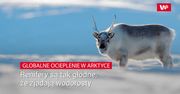 Renifery są już tak głodne, że jedzą wodorosty