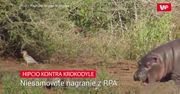Hipcio kontra krokodyle. Nagranie świadka