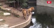 Postawił łapę w złym miejscu. Nagranie z zoo