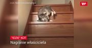 Kot i schody. Nagranie cię rozbroi