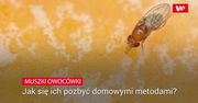 Muszki owocówki. Jak się ich pozbyć domowymi metodami?