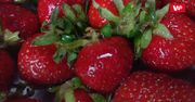 Truskawki. Jak przedłużyć im życie