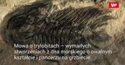 Naukowcy o niezwykłej skamielinie