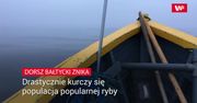 Drastycznie kurczy się  populacja popularnej ryby