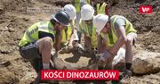 Kości dinozaurów znalezione koło Denver